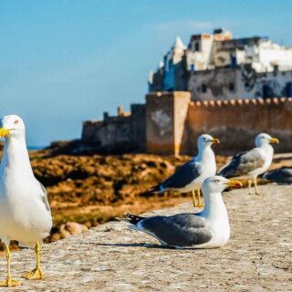 Essaouira Day Trip from Marrakech with Argan Oil Visit